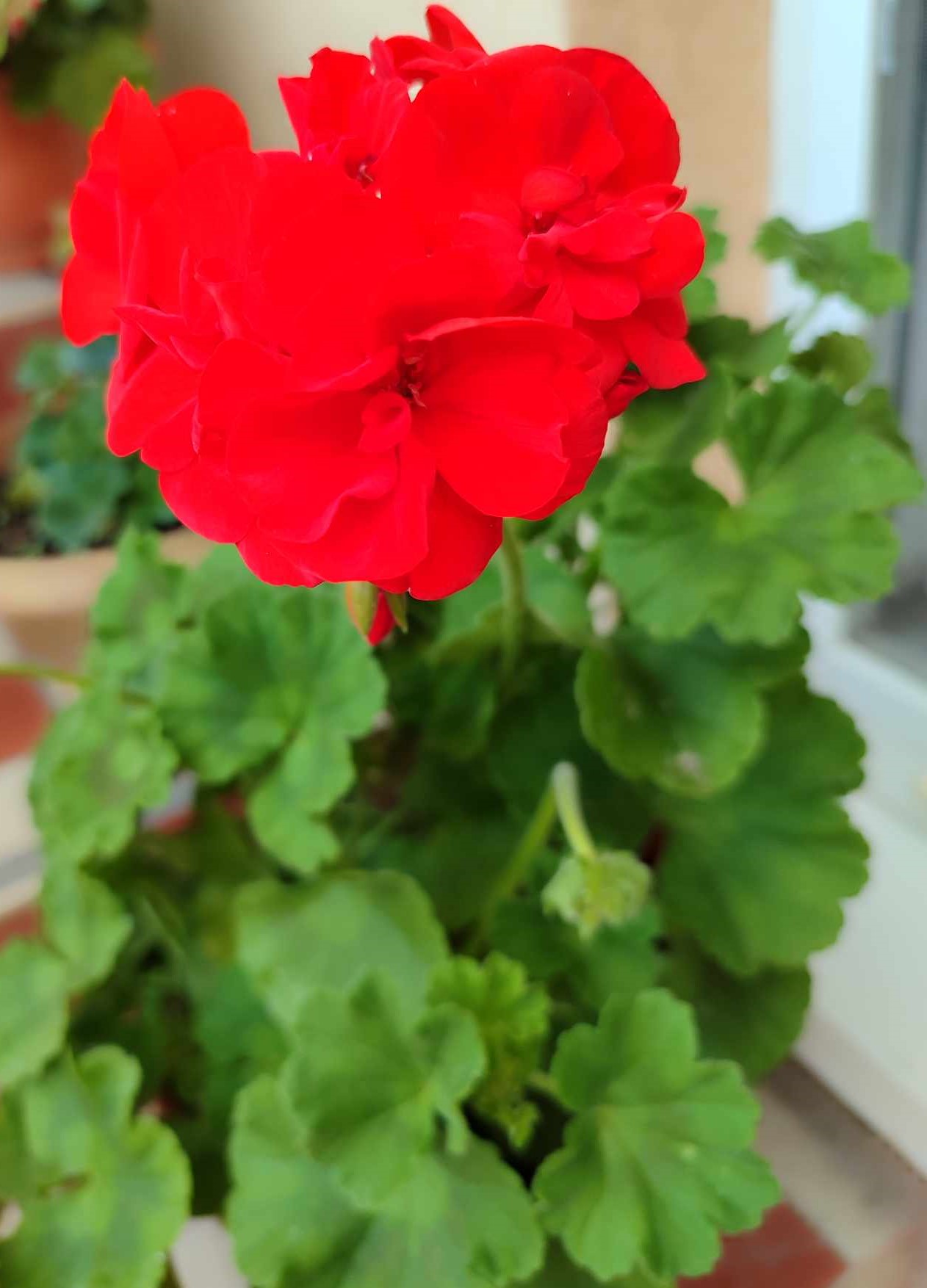 Muškát krúžkovaný - červený